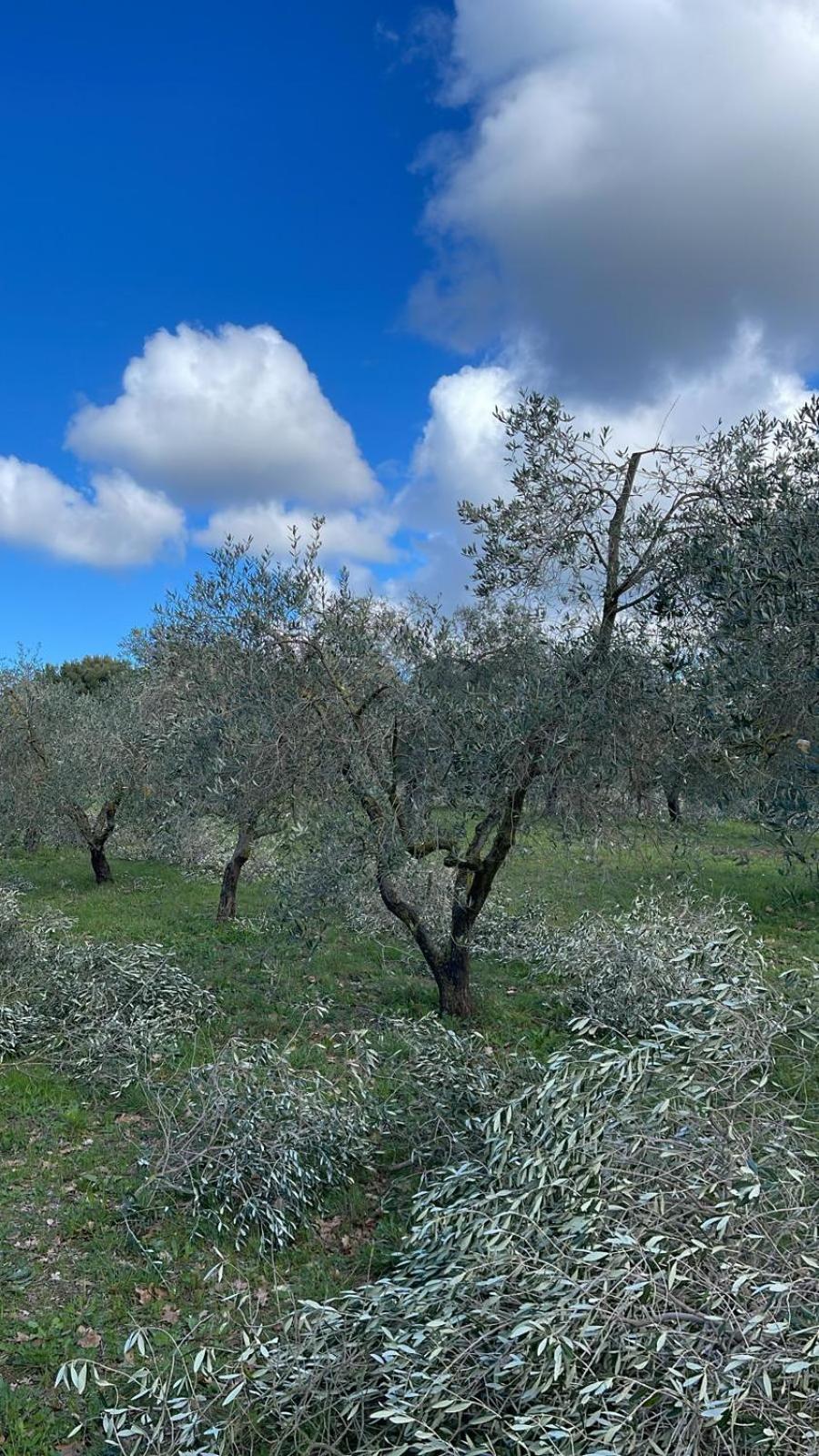 Agriturismo Podere Campalto Campiglia Marittima Eksteriør bilde