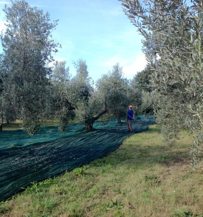 Agriturismo Podere Campalto Campiglia Marittima Eksteriør bilde